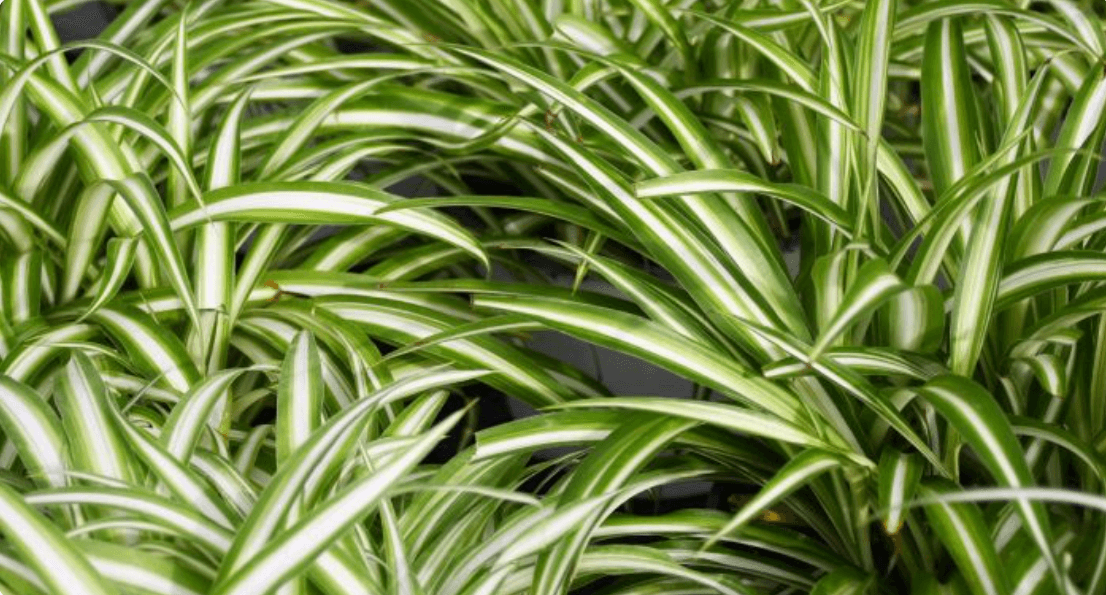 Augalai miegamajame: sansevjera (uošvės liežuvis) ant naktinio stalelio