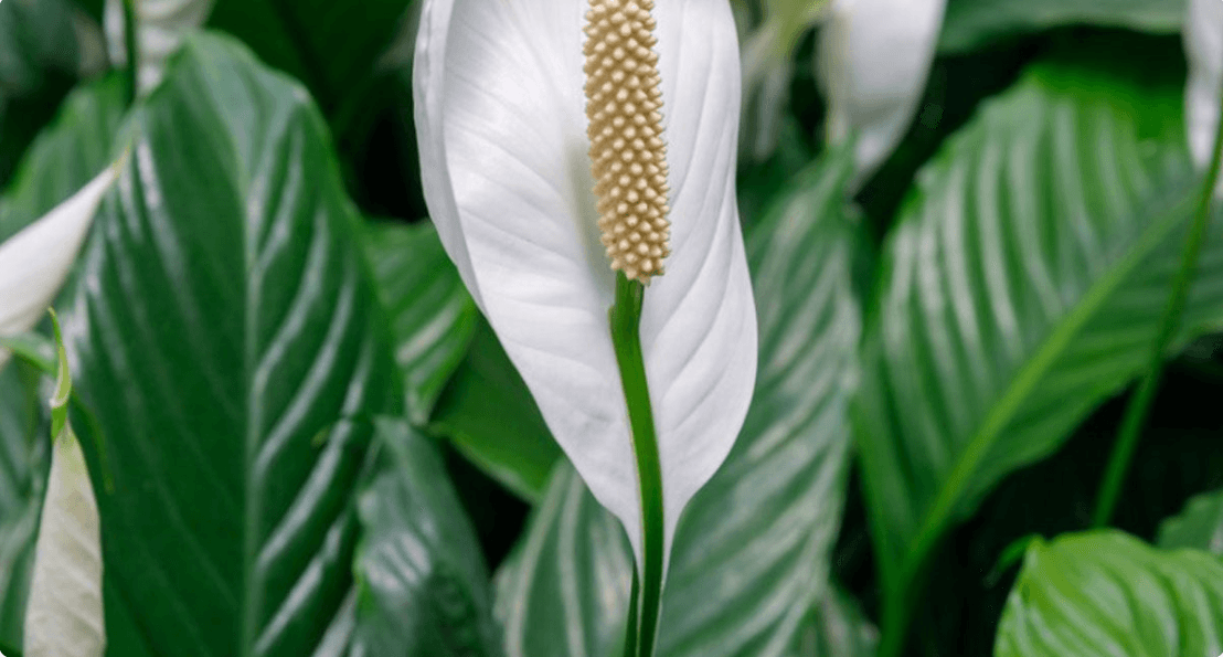 Augalai miegamajame: vėzdūnė (peace lily) su baltais žiedais